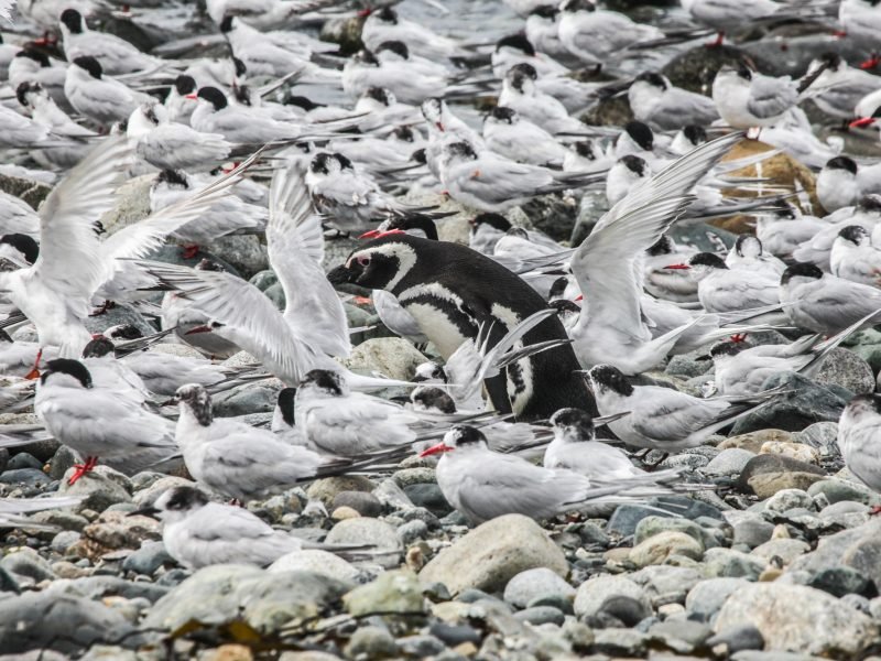 24 - Isla Magdalena - Pinguino y Gaviotines (20171112)