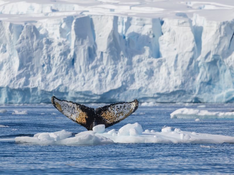 A21_OCN15-CA_2024-25_FranciscoAndreas_24-25_HIGH-21112 (1)