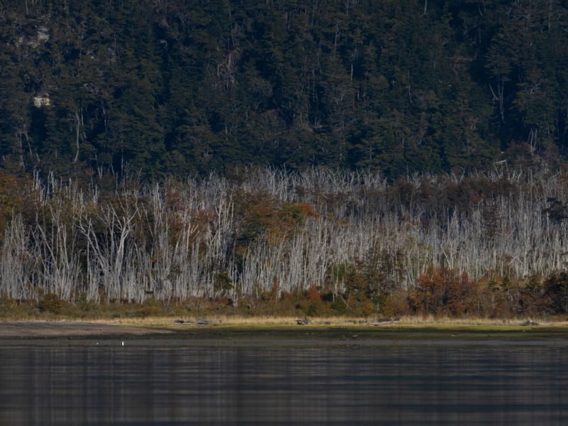 Magallanes Otoño_web14